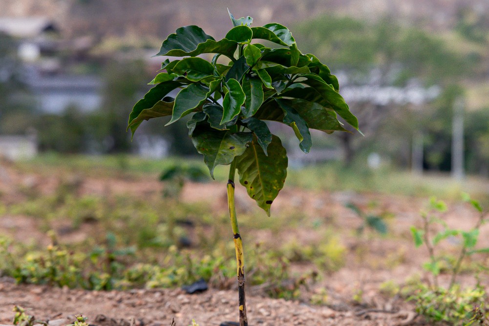 Imagem ilustratica de planta com fertilizante simples
